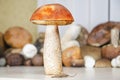 Orange cap red boletus hat close up with an aspen leaf