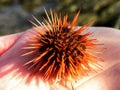 Orange Cape Urchin