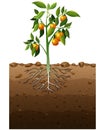 Orange capsicum plant with root underground illustration