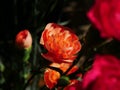 An orange carnation amongst red and orange flowers Royalty Free Stock Photo