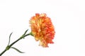 Orange carnation flower. Royalty Free Stock Photo