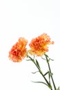 Orange carnation flower. Royalty Free Stock Photo