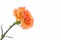 Orange carnation flower. Royalty Free Stock Photo