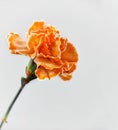 orange carnation on a white background, one flower Royalty Free Stock Photo