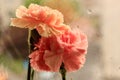 Orange carnations