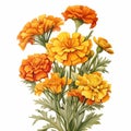 Vintage Floral Still-life: Isolated Orange Carnations In Watercolor