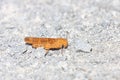 An Orange Carolina Grasshopper on Crushed Limestone