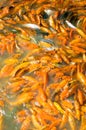Orange carp fish in pond Royalty Free Stock Photo