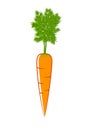 Orange carrot Royalty Free Stock Photo