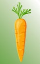 Orange carrot Royalty Free Stock Photo