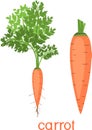 Orange carrot with green tops and title on white background