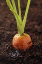 Orange Carrot growing in the soil