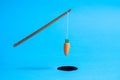 Orange carrot hanging on stick above black hole abstract isolated on blue Royalty Free Stock Photo