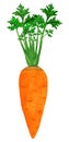 Orange carrot isolated with halm Royalty Free Stock Photo