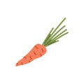 Orange carrot with top leaf. Fresh root vegetable. Carotene food with leaves. Crunchy tuber icon. Simple doodle veggie