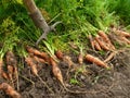 Orange carrots Royalty Free Stock Photo
