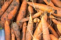 Orange carrots collected from the garden