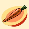 Orange carrots without leaves. Vector. Ripe root crop. Garden plant. Classic elongated shape.