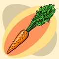 Orange carrots with leaves. Vector. Ripe root crop. Garden plant. Classic elongated shape.