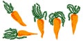 Orange carrots with tops. Vector grainy set Royalty Free Stock Photo