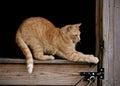 Orange Cat in Barn Royalty Free Stock Photo