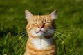 Orange cat basks in sun, eyes closed, whiskers out, against vibrant green grass, exuding serenity and warmth