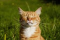 Orange cat basks in sun, eyes closed, whiskers out, against vibrant green grass, exuding serenity and warmth