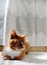 Orange cat on bathmat Royalty Free Stock Photo