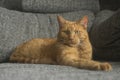 Orange cat chilling on a gray sofa and looking at camera.. Horizontal image. Royalty Free Stock Photo