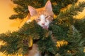 Orange cat on Christmas tree Royalty Free Stock Photo
