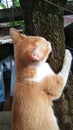 a orange cat climbing a tree Royalty Free Stock Photo