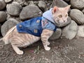 Orange Cat In Clothes, Leashed And Exploring Outdoors