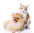 Orange cat and dog. dog looking at camera. Royalty Free Stock Photo