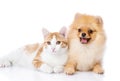 orange cat and dog. Royalty Free Stock Photo