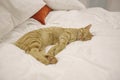 Orange cat dozing on bed