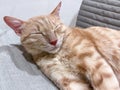 Orange Cat Dozing with Half-Closed Eyes