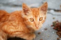 Orange cat eat granule Royalty Free Stock Photo