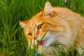 Orange Cat Eating Grass outside Royalty Free Stock Photo