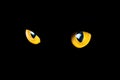 Orange cat eyes glow in the dark on a black background Royalty Free Stock Photo