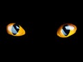 Orange Cat Eyes Glow In The Dark On A Black Background.