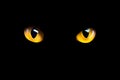 Orange Cat Eyes Glow In The Dark On A Black Background
