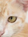 Orange cat face isolated Royalty Free Stock Photo