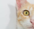 Orange cat face isolated Royalty Free Stock Photo