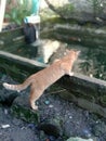 orange cat by the fish pond Royalty Free Stock Photo