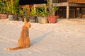 Orange cat by flower pot. Tropical island sand beach scene. Vacation travel with pets.