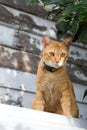 Orange cat 1 Royalty Free Stock Photo