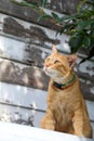 Orange cat 2 Royalty Free Stock Photo