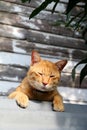 Orange cat 6 Royalty Free Stock Photo
