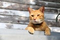 Orange cat 7 Royalty Free Stock Photo