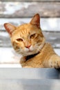 Orange cat 12